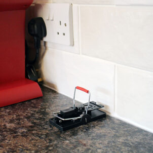 Advanced Mouse Trap