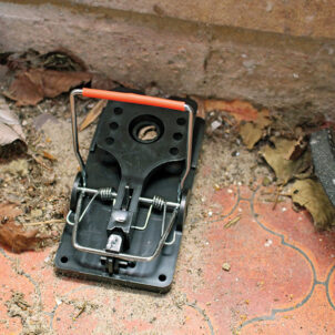 Advanced Rat Trap - Image 5