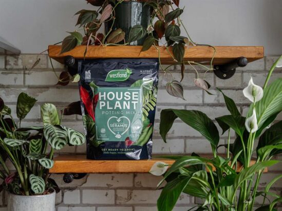 Houseplant Potting Mix 4 litre - Image 2