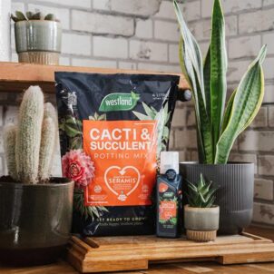 Cacti & Succulent Potting Mix 4 litre - Image 2