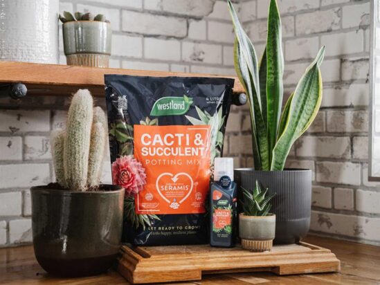 Cacti & Succulent Potting Mix 4 litre - Image 2